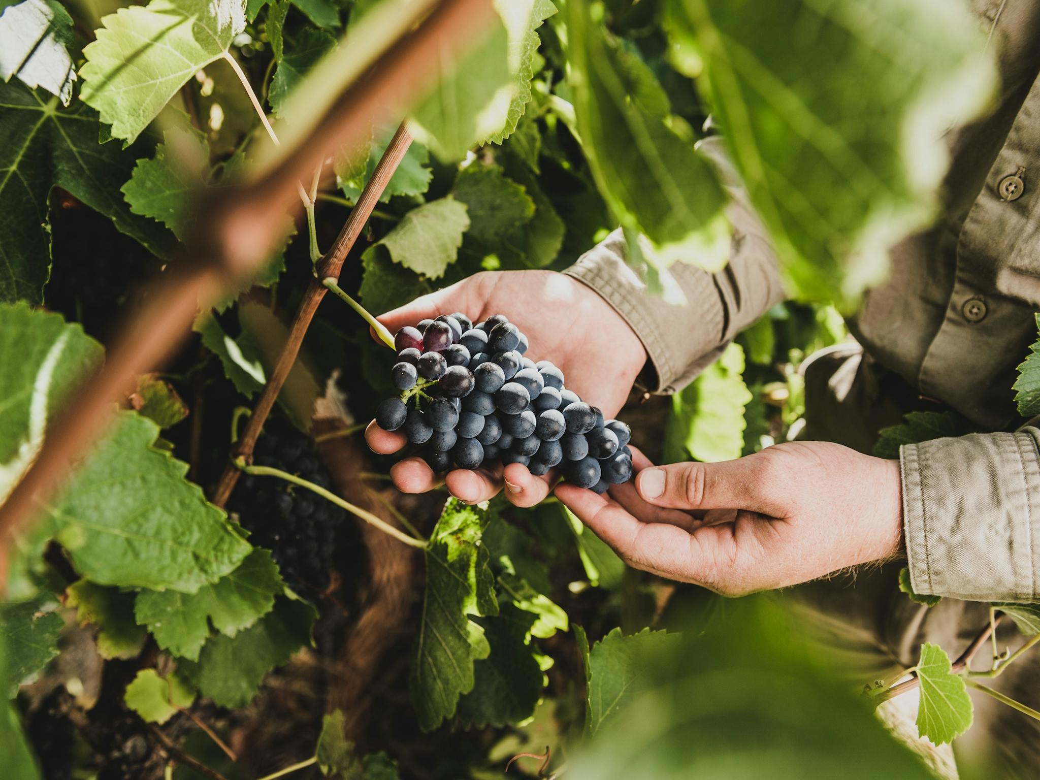 Grapes