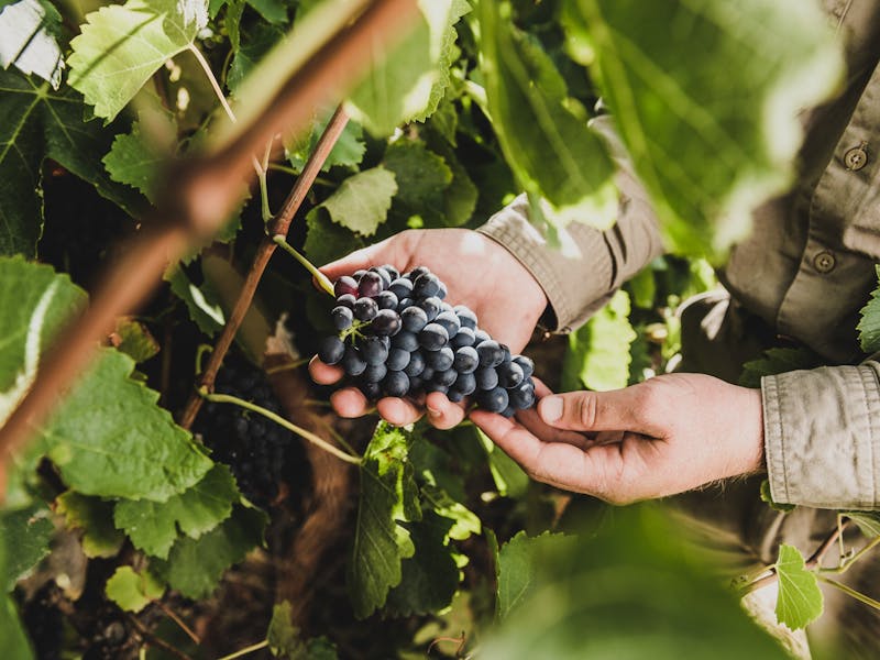 Mollydooker Wines