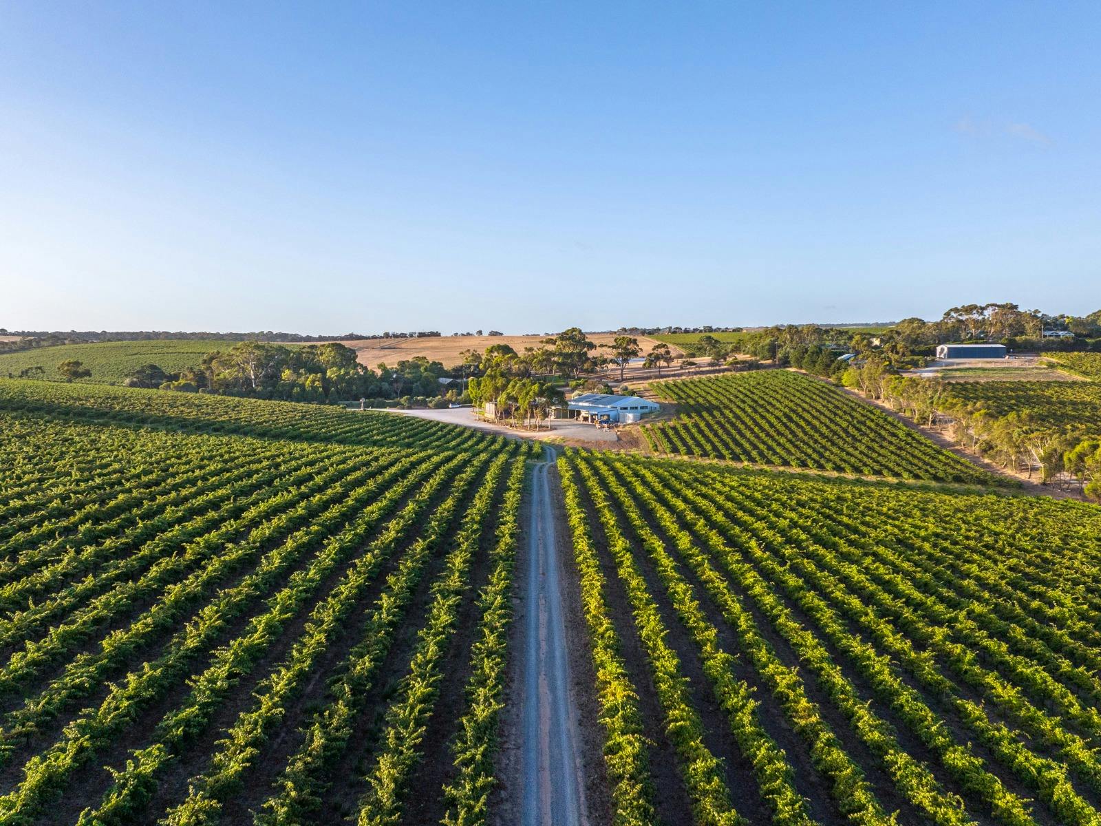 vineyards with road leading to a cellar door