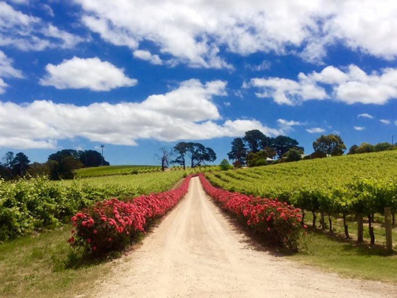 DogRidge Vineyards, Cellar Door & Gallery