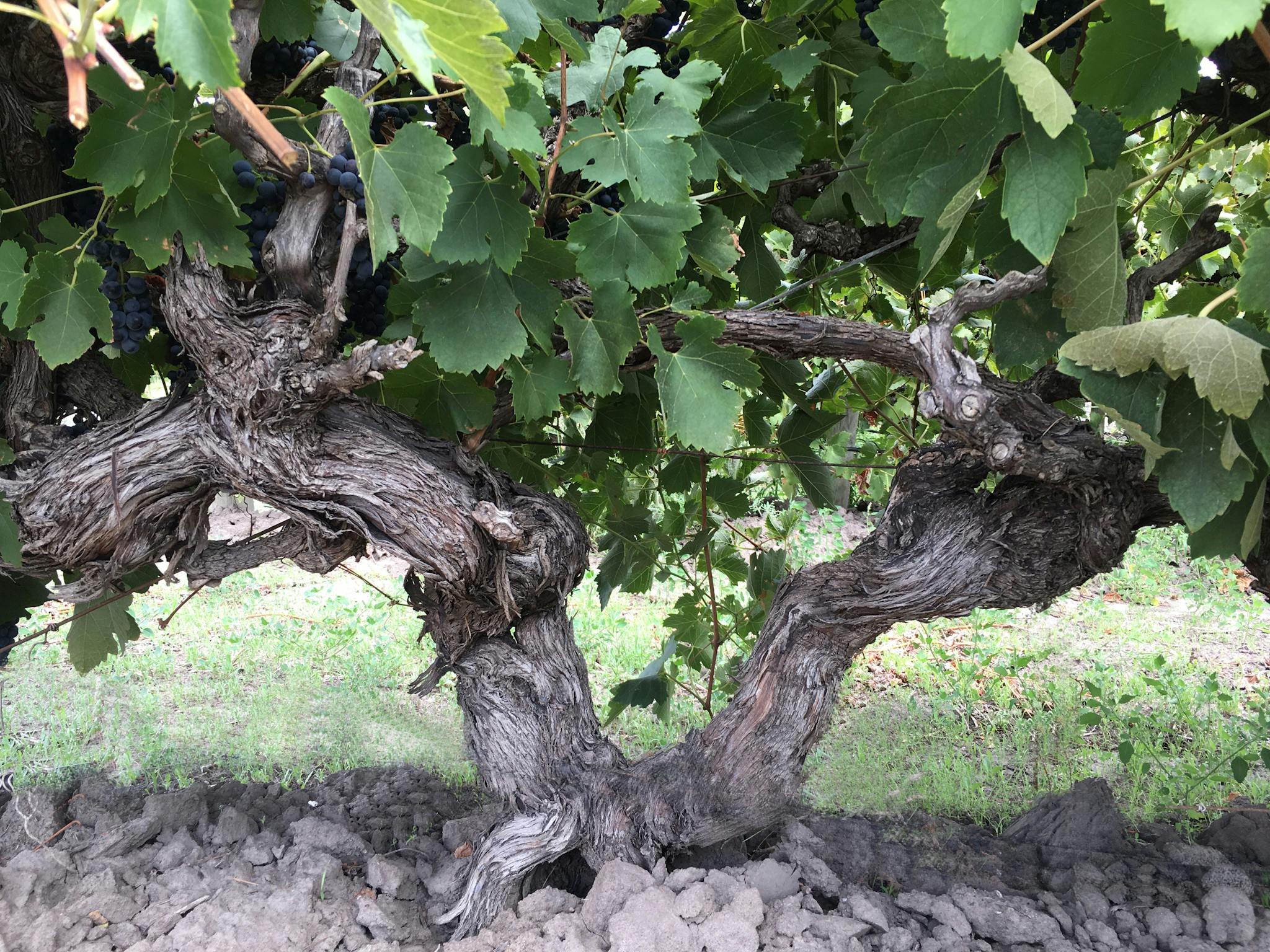 McLaren Vale