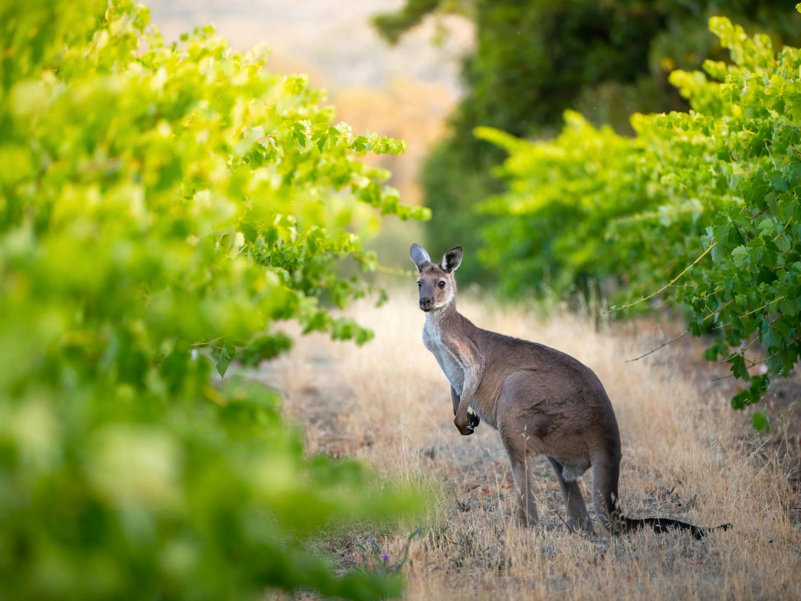 Vineyard Sustainability Tour and Tasting Kangaroo in Vines