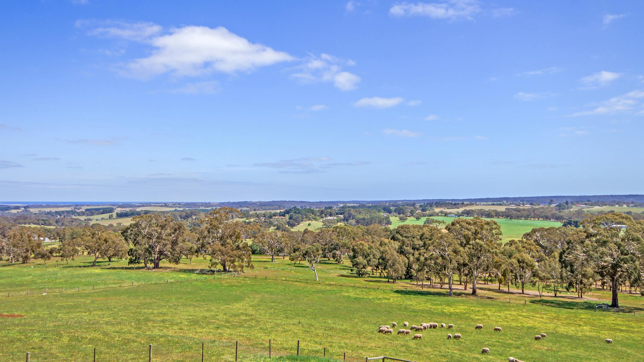 Sheep and kangaroo grazing a great past time.