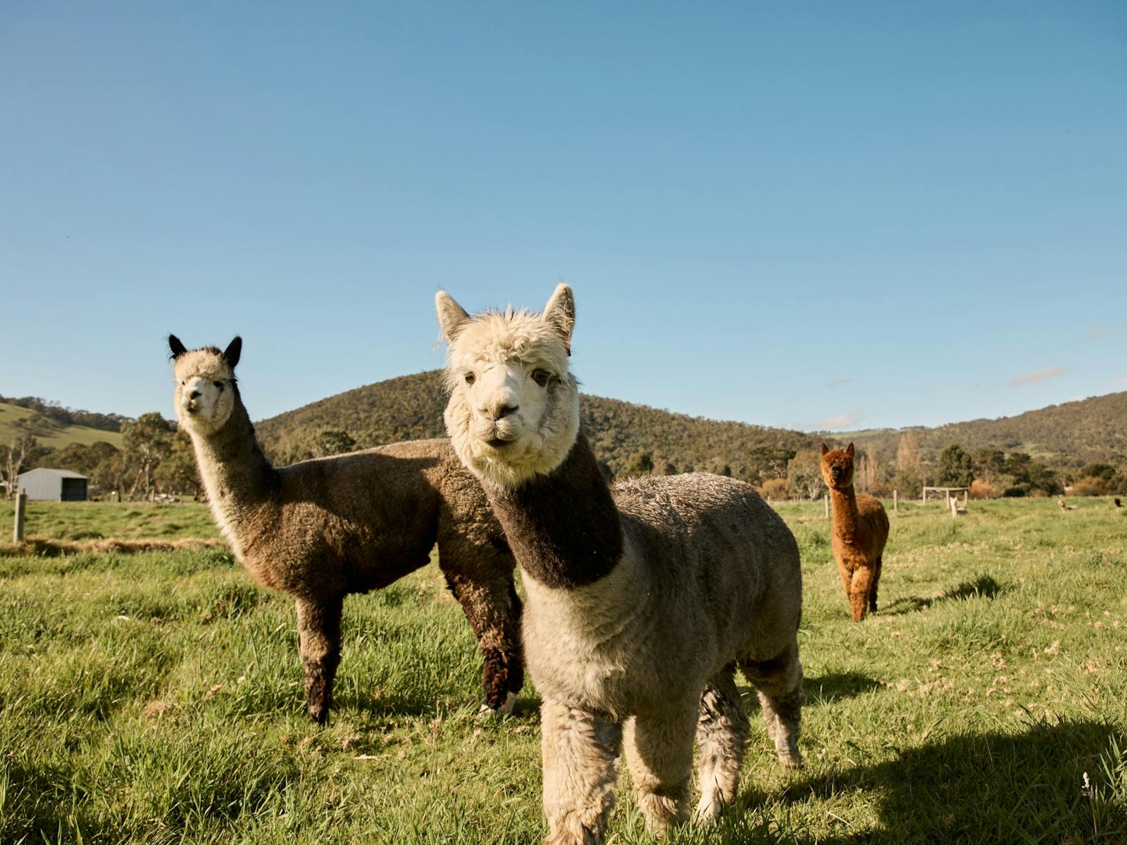 Alpacas at Softfoot Alpaca Farm just outside Victor Harbor on the Fleurieu Peninsula
