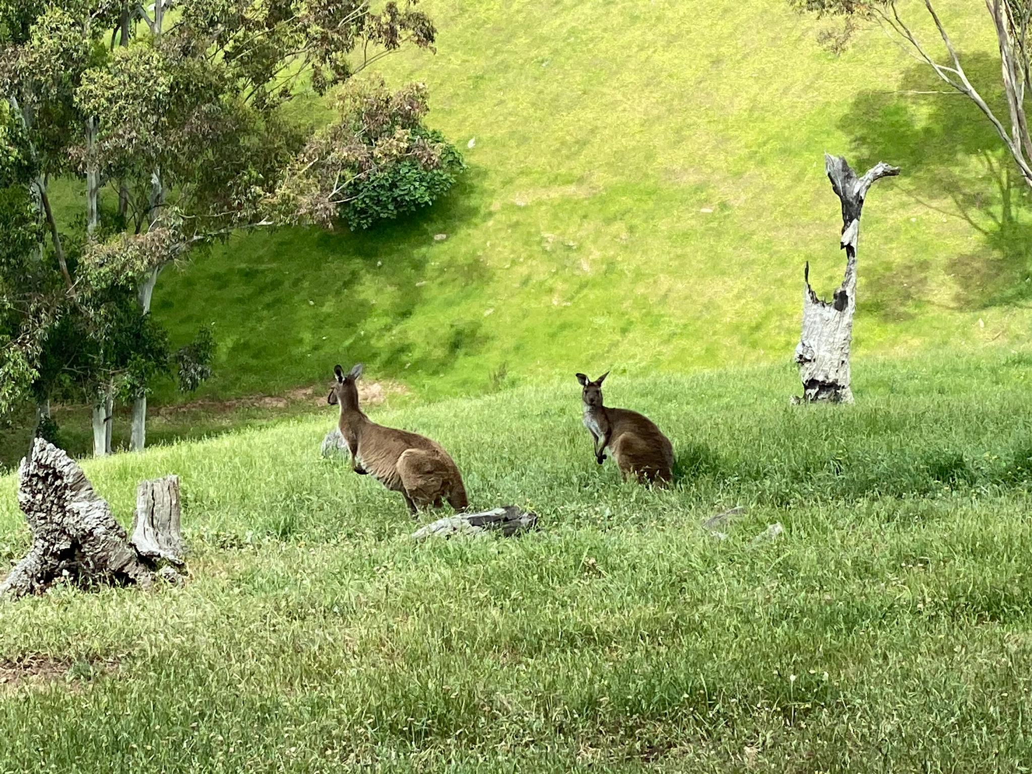 Kangaroos on a green hillside, seen on an SA eBike ride, McLaren Vale