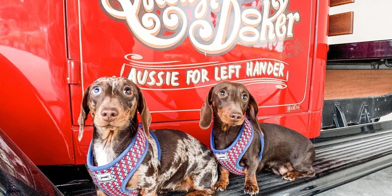 Floofs Mollydooker 2021 image MVGWTA