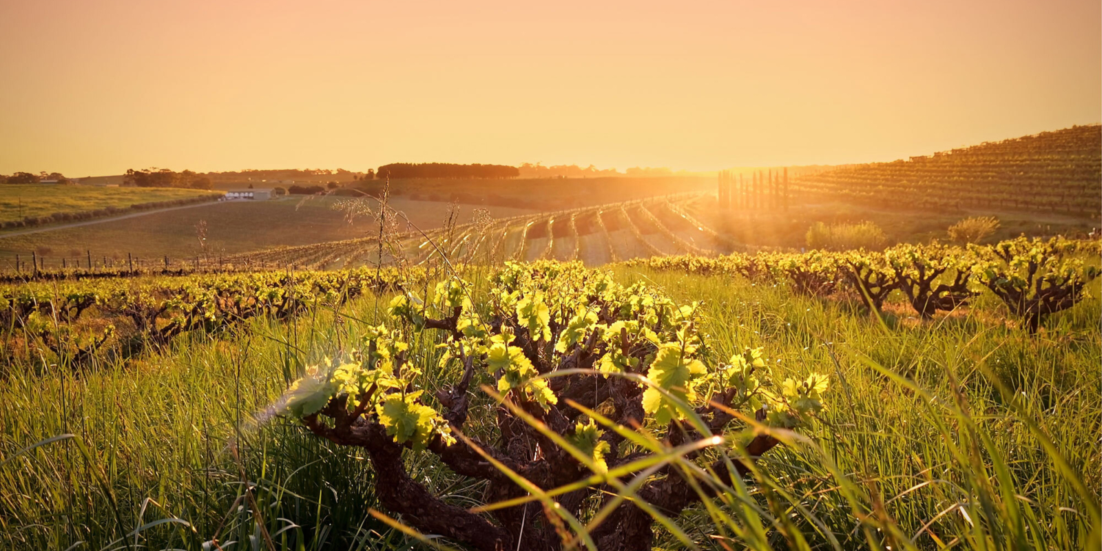 Grenache Gourmet Vines Sunset Coriole2023 16x9 2000px