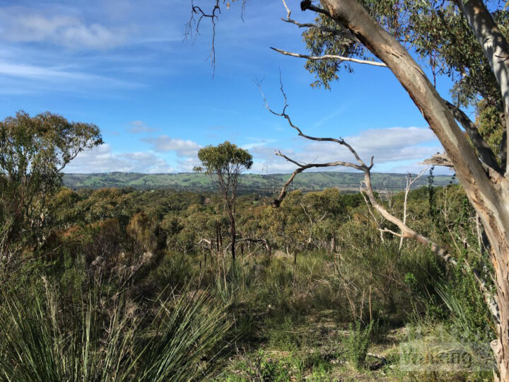 Hardys Scrub Hike