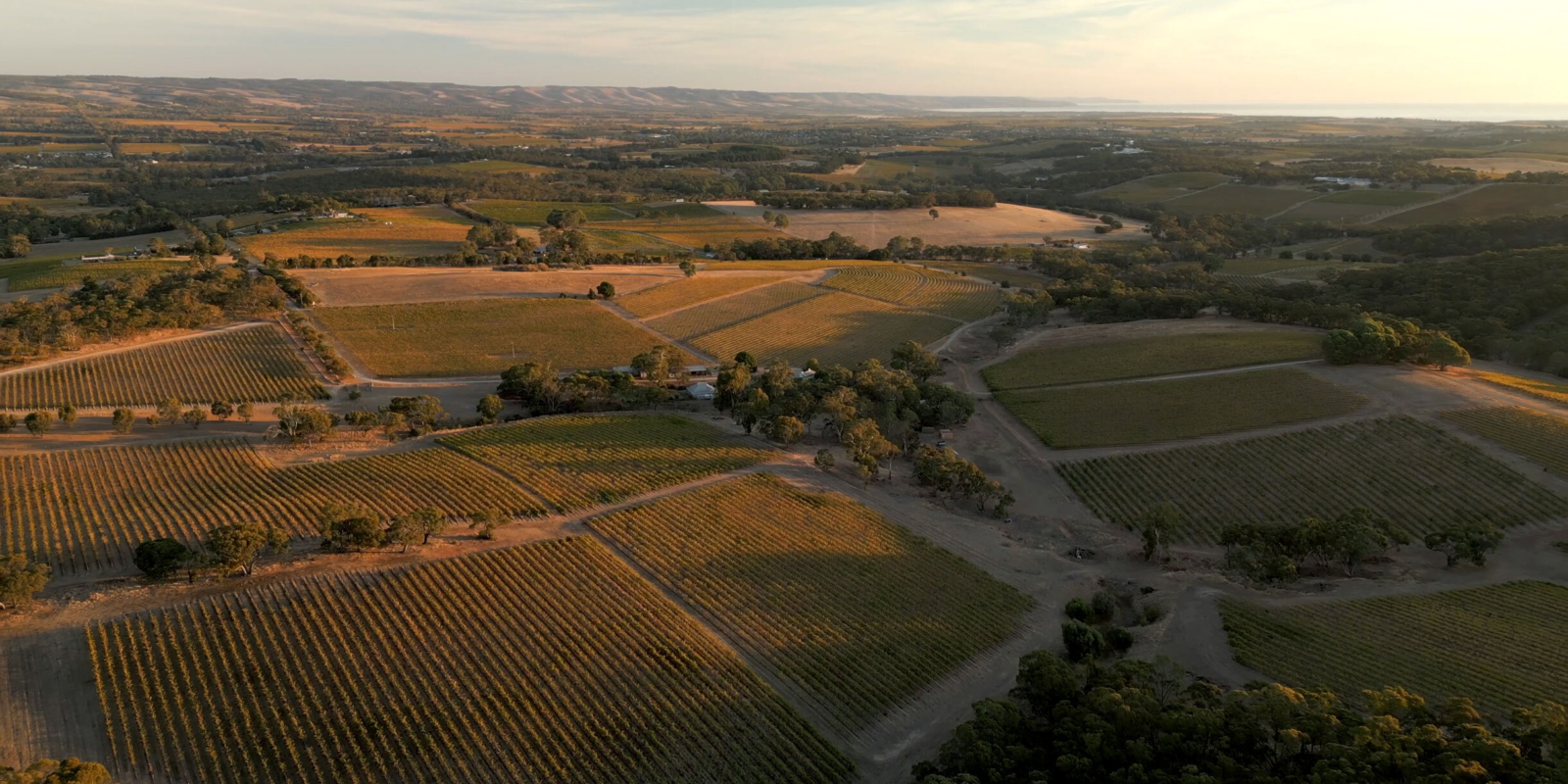 Mc Laren Vale Wine Region Vineyard Drone Ox Hardy Upper Tintara Vineyard Blewitt Springs Still 16x9 Web