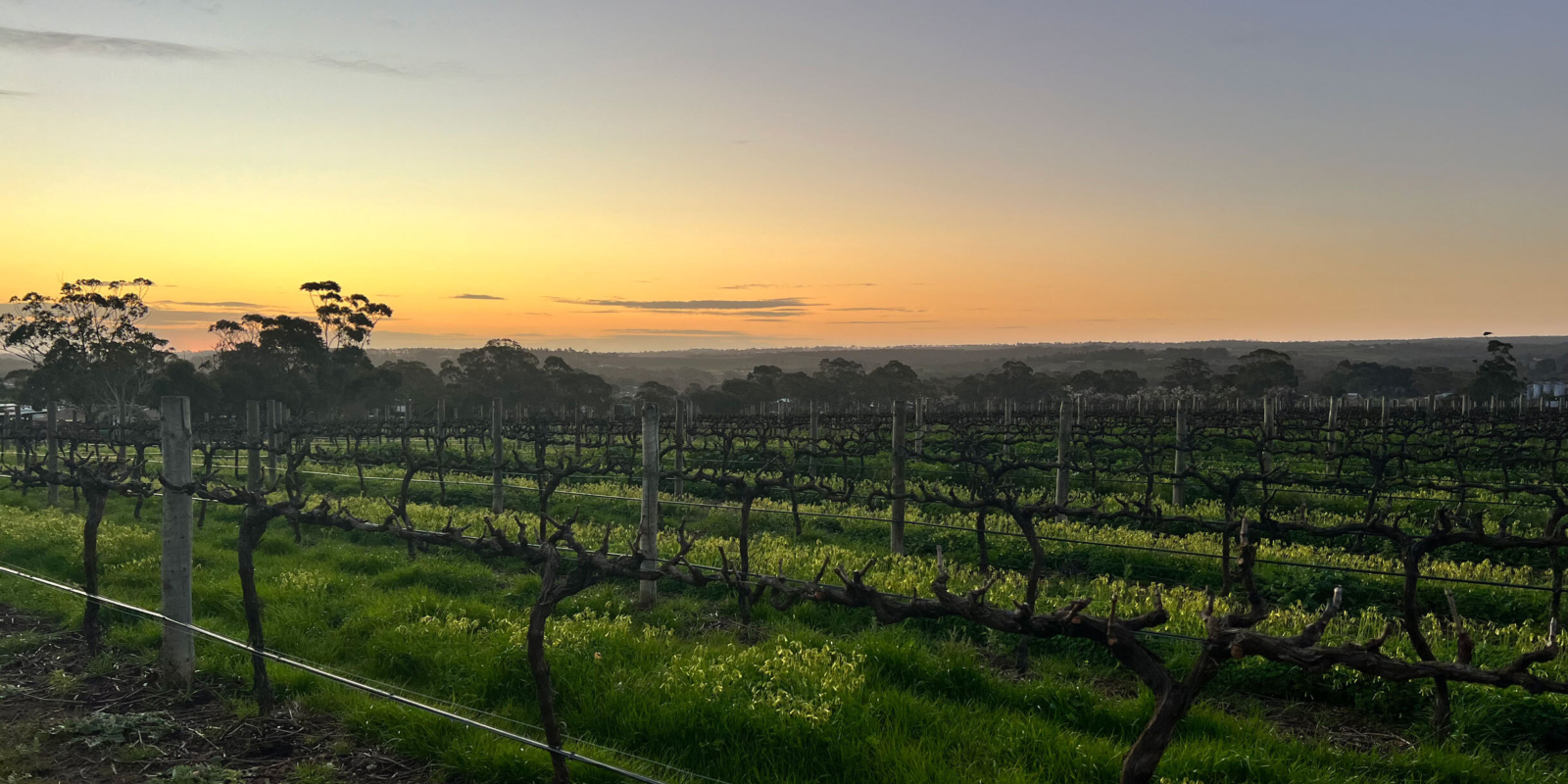 Mc Laren Vale Wine Region Winter IMG 9620 1000px