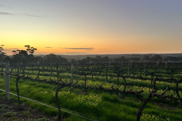 Mc Laren Vale Wine Region Winter IMG 9620 1000px