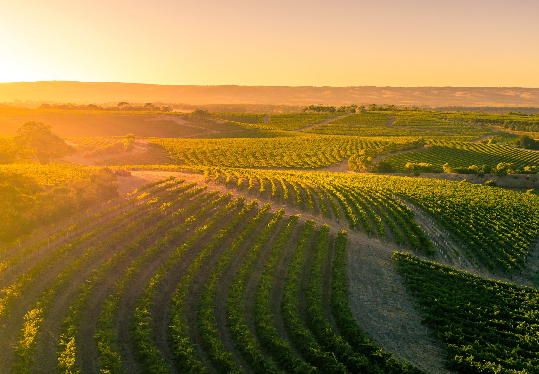 SERIO 20190222 0704 MVWGTA Shiraz Trail