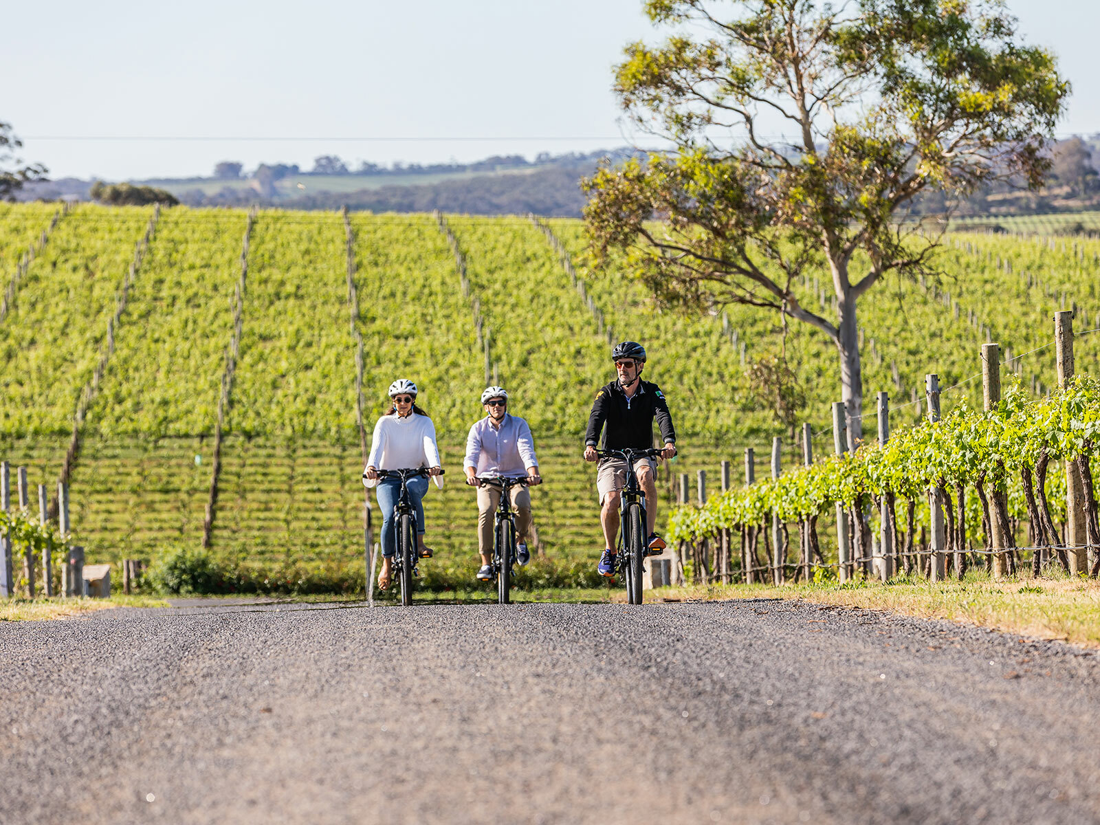 Shiraz Trail Mc Laren Vale Bike Riding