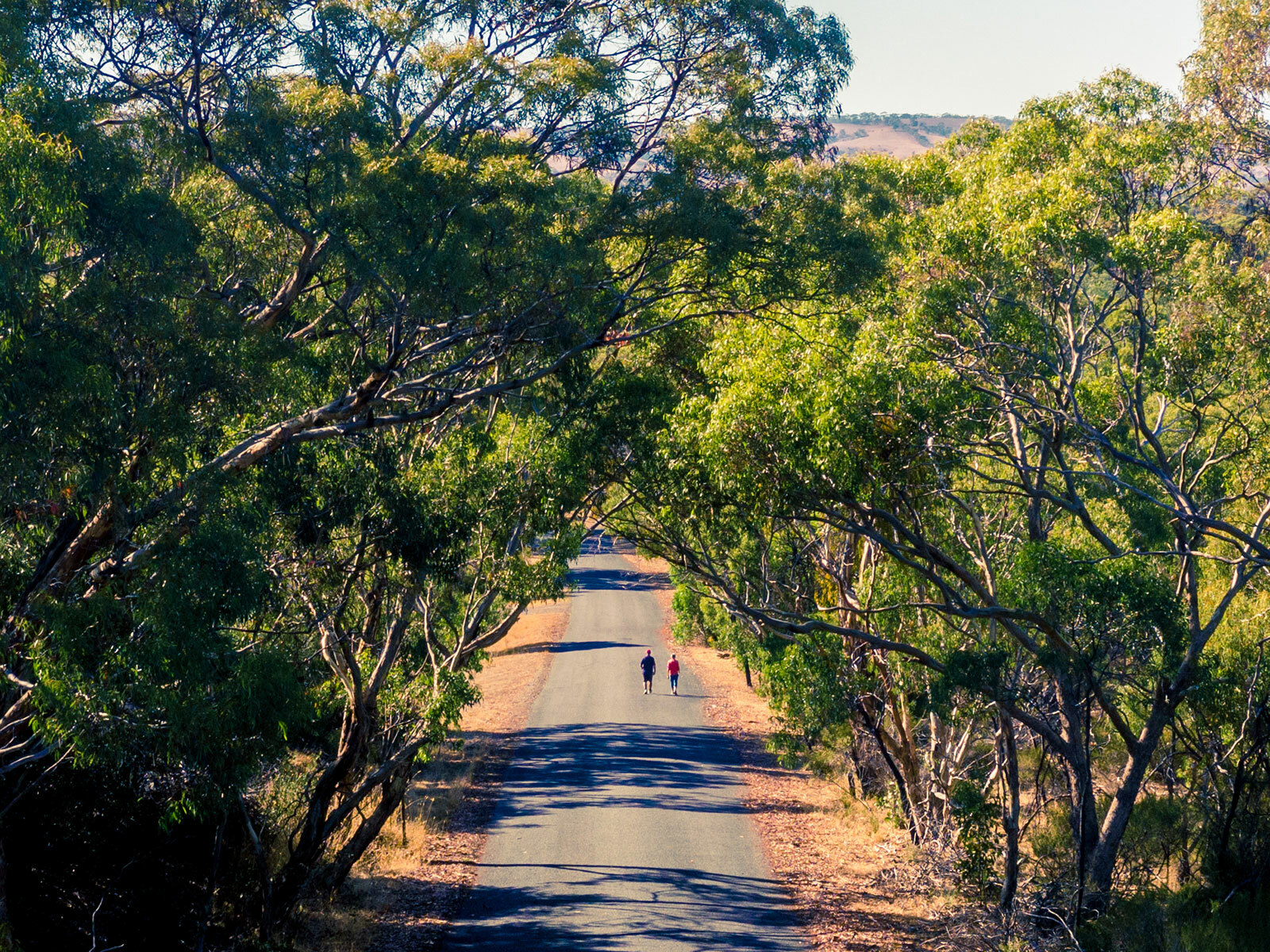 Shiraz Trail McLaren Vale Walking Trail