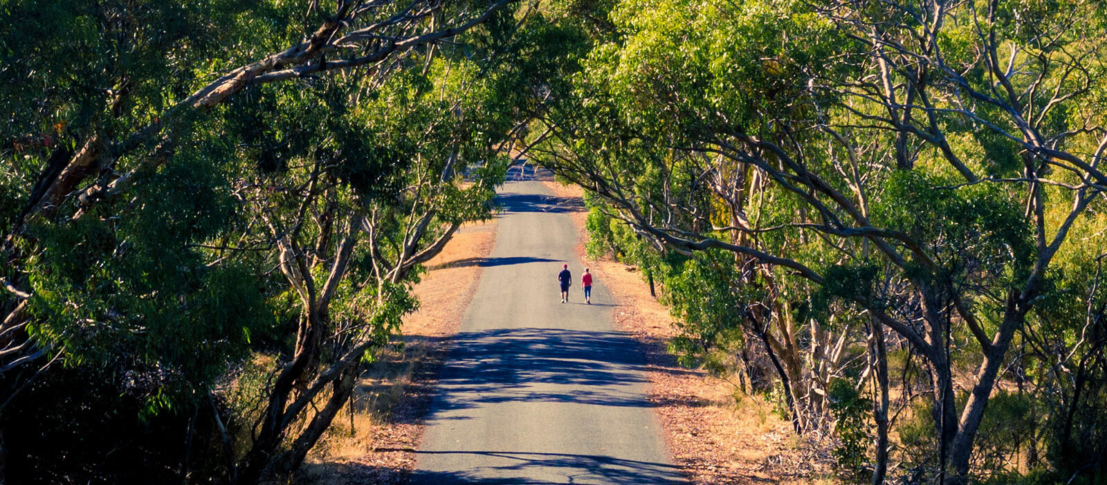 Shiraz Trail, McLaren Vale walking, running and cycling trail.