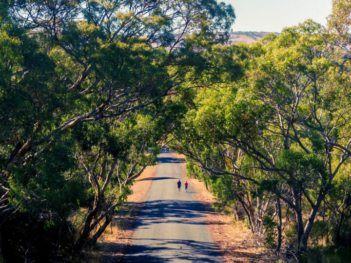 The Shiraz Trail