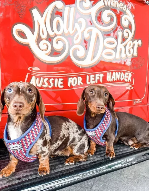 Floofs Mollydooker 2021 image MVGWTA