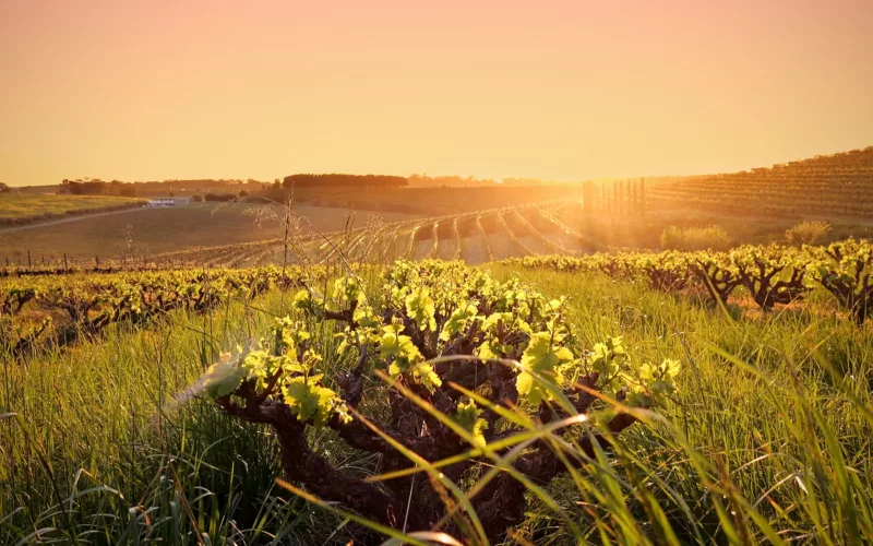 Grenache Gourmet Vines Sunset Coriole2023 16x9 2000px