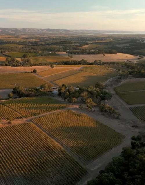 Mc Laren Vale Wine Region Vineyard Drone Ox Hardy Upper Tintara Vineyard Blewitt Springs Still 16x9 Web