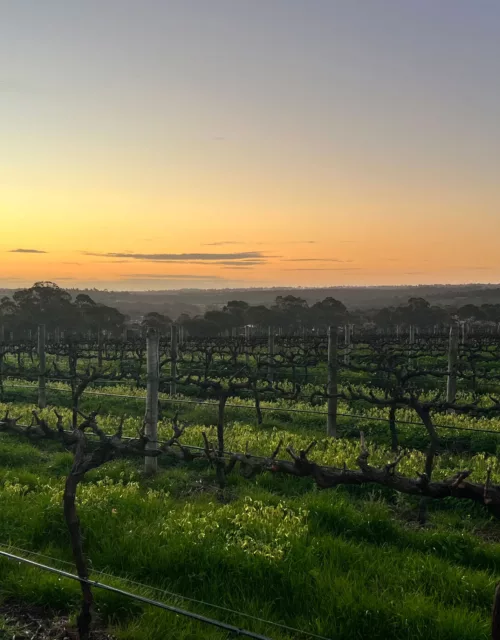 Mc Laren Vale Wine Region Winter IMG 9620 1000px
