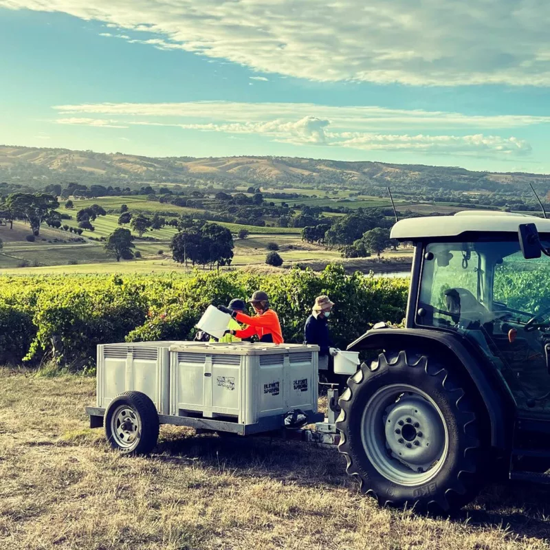 Work In MV Phil Tabor Blewitt Spring Wine Co Blewitt Springs Picking end of rows for Rose